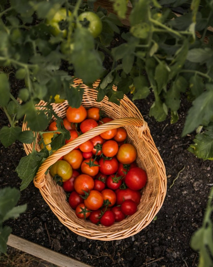 Raht Juneo Orchards | Vineyard Stay In Himachal 6 54