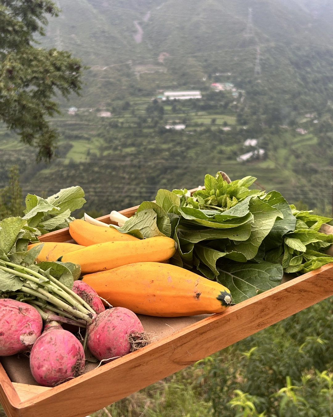 Raht Juneo Orchards | Vineyard Stay In Himachal 12 Vegetables Tray