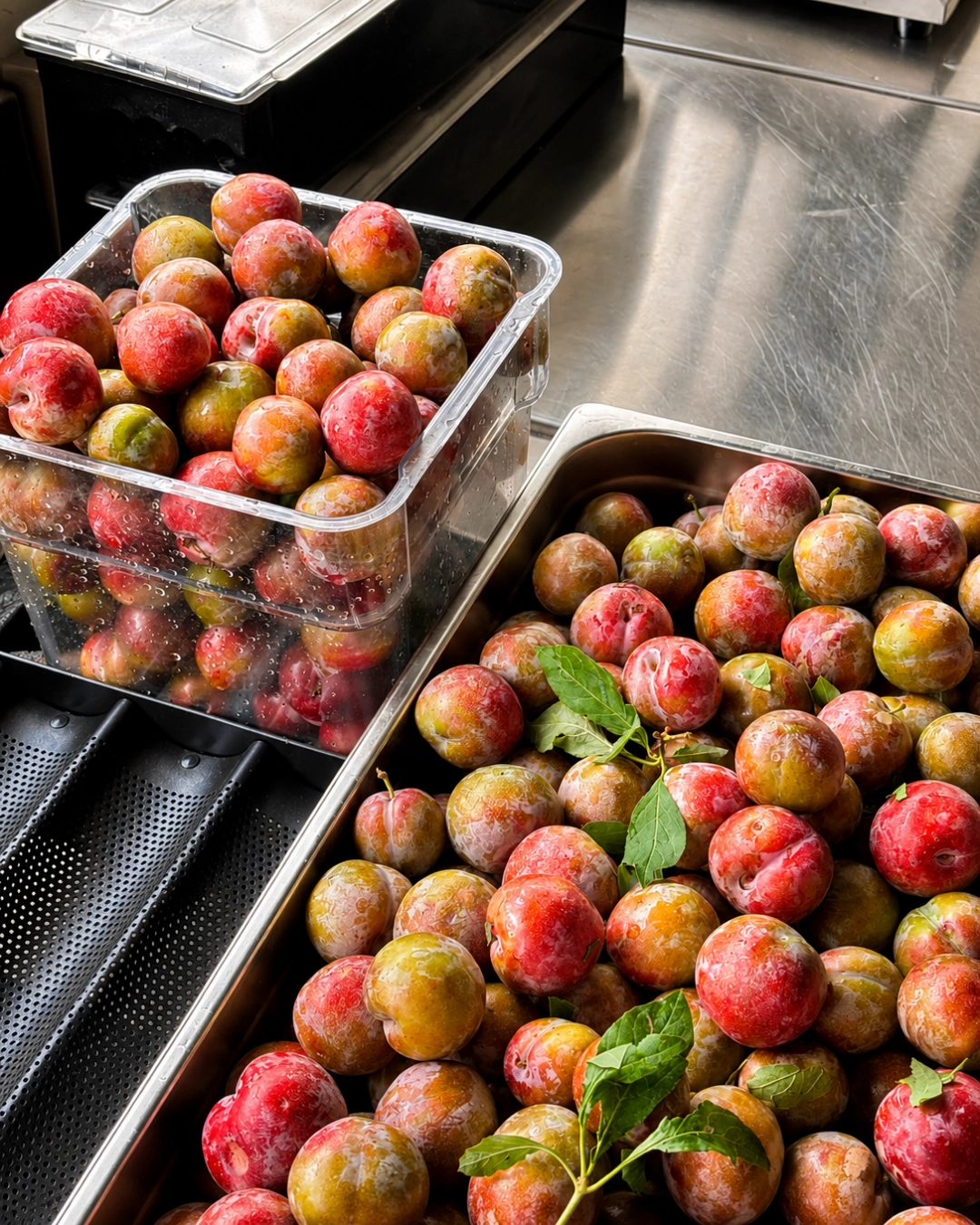 Raht Juneo Orchards | Vineyard Stay In Himachal 10 Plums From The Orchards